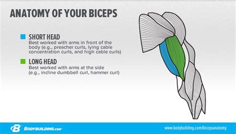 Short Head Biceps Training Tips For Bigger Peaks