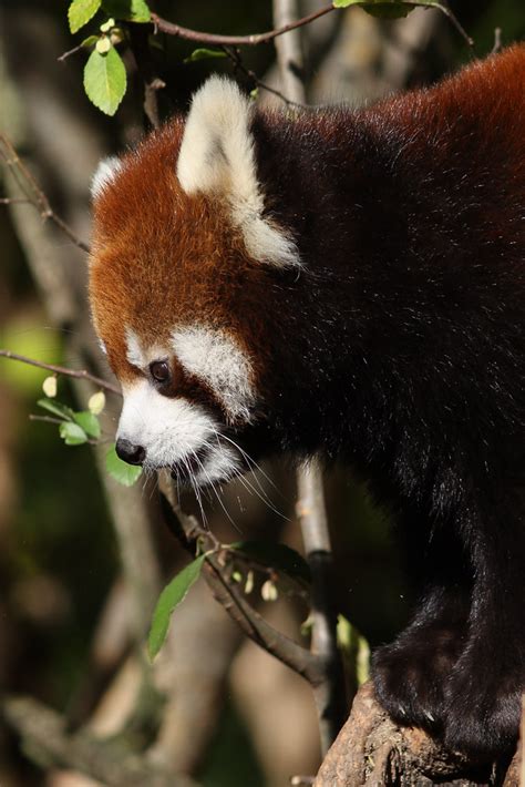 Red Panda Mark Dumont Flickr