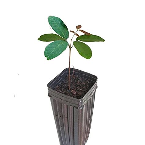 Buy Longan Fruit Tree Seedling 6 8 Dragons Eye Tropical Fruit Tree