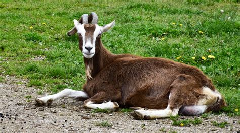 Goat Billy Thuringian Forest Free Photo On Pixabay Pixabay