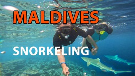 Safari Island Resort Maldives Snorkeling With Sharks Youtube