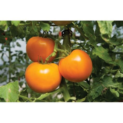 Beorange F1 Tomato Seed Vegetables