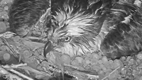 see osprey mom shield her eggs as she gets pounded with hail in colorado storm