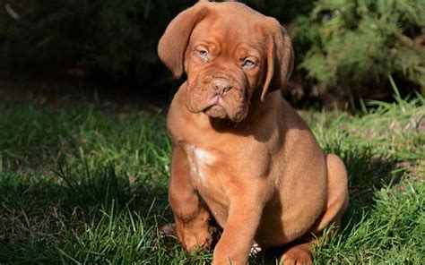 French Mastiff Puppies Petsidi