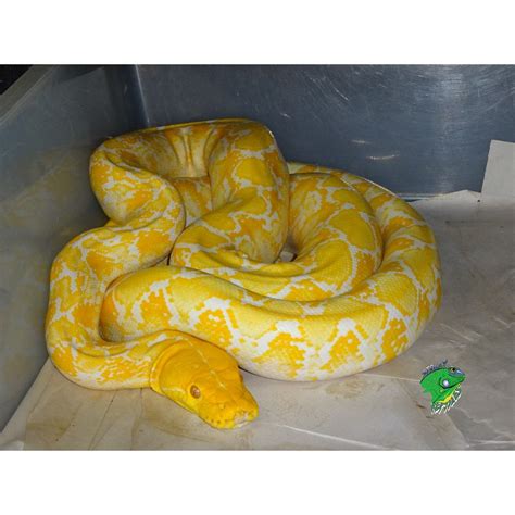 Albino Reticulated Python 6ft Strictly Reptiles Inc