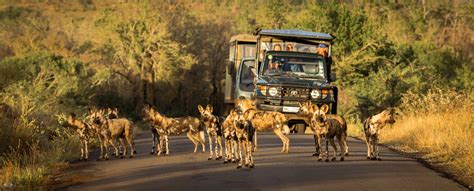 the best 2023 24 safari package kwazulu natal south africa