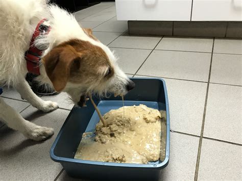Dog Throwing Up 12 Hours After Eating