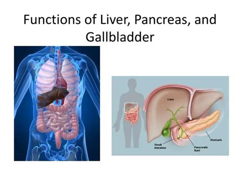 Pancreas Liver And Gallbladder Diagram