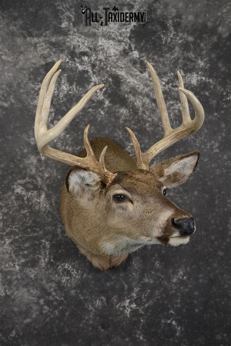 Whitetail Deer Taxidermy Shoulder Mount For Sale Sku 1942 All Taxidermy