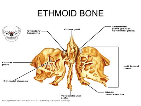 Ethmoid bone in the largest biology dictionary online. ethmoid bone - - Image Search Results | Anatomy bones ...