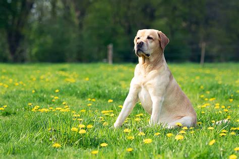 Labrador Owners Guide What You Need To Know Bella And Duke