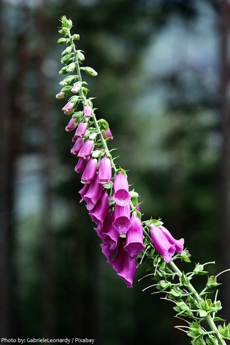 Foxglove seeds from swallowtail garden seeds. Interesting facts about foxgloves | Just Fun Facts