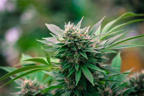 Top 5 Reasons To Grow Organic Cannabis Cannabis Growing Forum