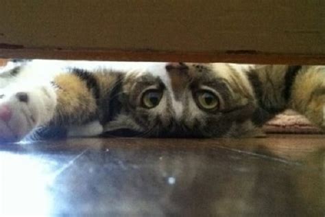 Ten Upside Down Cats Who Dont Know Which Way Is Up
