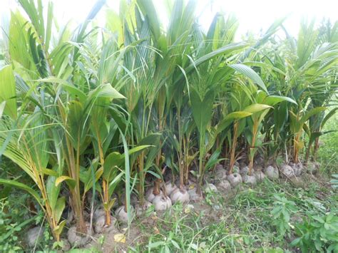 Tante ngajarin anak kecil ngewe. Damai Agro : Kelapa Matag & Hasil Pertanian: Anak Benih ...