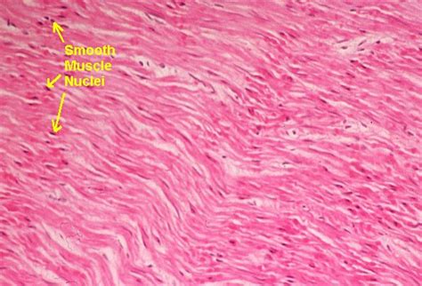 Vascular smooth muscle contracts or relaxes to both change the volume of blood vessels and the local blood pressure. Basic Histology -- Smooth Muscle, Low Magnification
