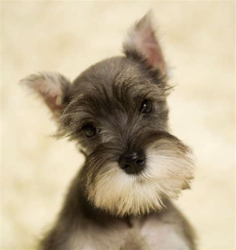 Do you have everything ready to welcome home your new furry family member? Miniature Schnauzer Puppy by The Fox is Black | Ode to ...