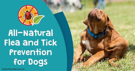 All Natural Flea And Tick Prevention For Dogs