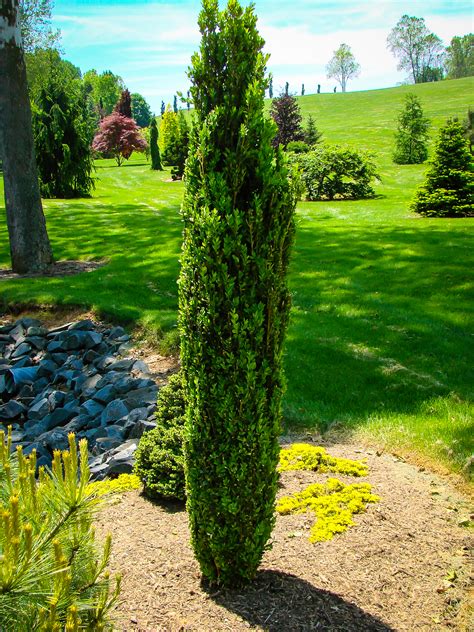 Green Pillar Boxwood Shrubs For Sale Online The Tree Center