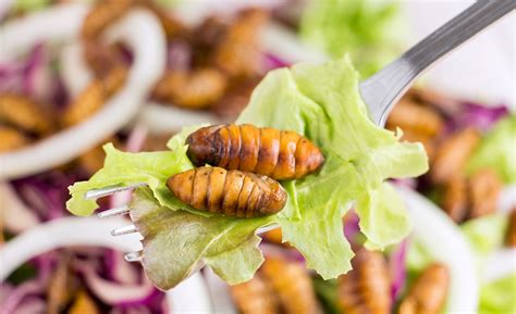 edible insects as a potential food source benefits vs food safety issues 2021 04 21