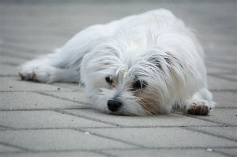 White dogs are striking in appearance and are gorgeous dogs, so choose a name that will honor them and one that you can both live with in harmony. Ilmaisia Kuvia : valkoinen, makea, pentu, eläin, lemmikki ...
