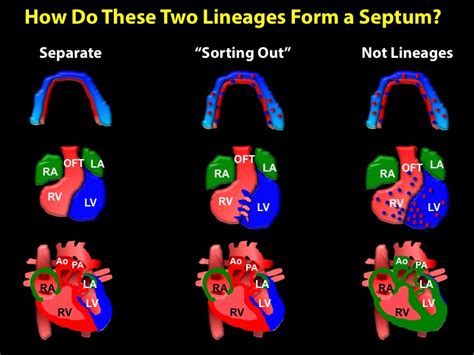 Septation — Wythe Lab