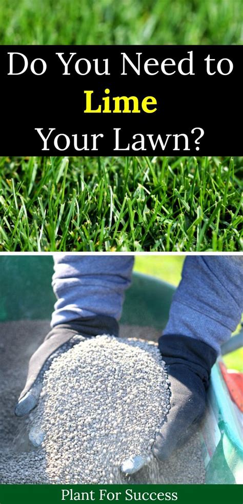 Lime Your Lawn Lawn Treatment Lime For Lawns Gardening For Beginners