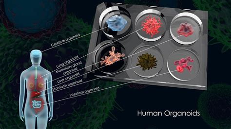 An Introduction To Organoids Organoid Creation Culture And