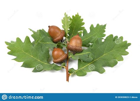 Acorn Of An Oak Tree Isolated On White Stock Image Image Of Fall
