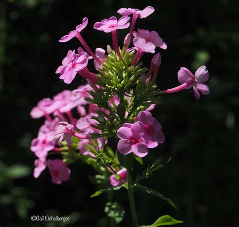 Clay And Limestone Wildflower Wednesday Summer Blooming Phlox