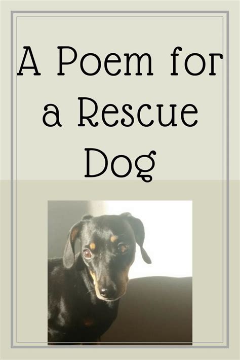 A Poem For A Rescue Dog Adoptdontshop Foster Adoption Dog Adoption
