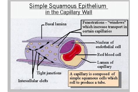 Jan 03, 2021 · the vast majority of the domain bacteria have a rigid cell wall composed of peptidoglycan. Capillary. Causes, symptoms, treatment Capillary