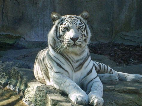 White Bengal Tiger Wallpapers Wallpaper Cave