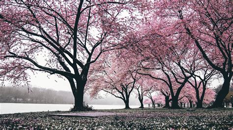 Check out these amazing selects from all over the web. Japan Sakura wallpaper HD | Latest Wallpapers HD