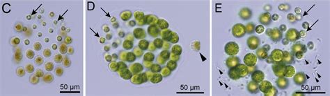 Scientists Discover The First Known Algae Species With Three Distinct Sexes Science News