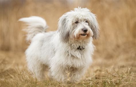 These Are The Longest Living Dog Breeds