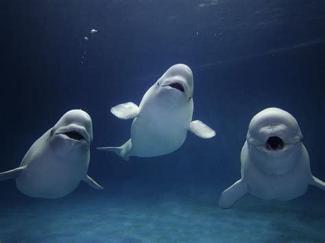 Beluga Whales Baby Animals Funny Animals Cute Animals Beautiful