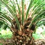 Kuantan port industrial area, tanjung gelang fpg oleochemicals is a joint venture between felda holdings bhd and the procter & gamble company, usa. Greenwell