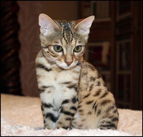 Bengal Kittens Oklahoma