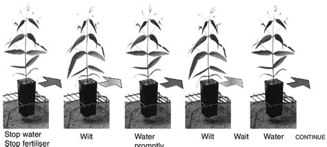 1 The Process Of Hardening Off Plants Download Scientific Diagram