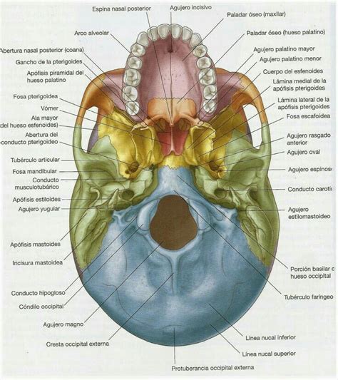 Pin De Maria Anselmo En Anatomia Ossea Craneo Anatomia Anatomía