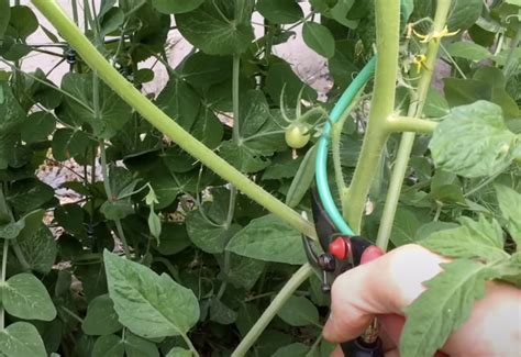 How To Prune Tomato Plants Harvest Tomatoes
