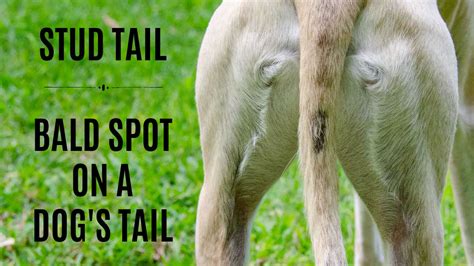 Stud Tail Bald Spot On Dog Tail Spoiled Hounds