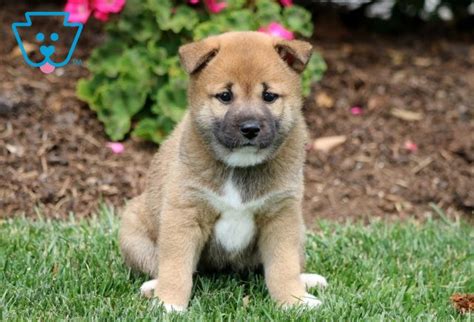 Buy shiba inu on 29 exchanges with 34 markets and $ 1.96b daily trade volume. Carebear | Shiba Inu Puppy For Sale | Keystone Puppies