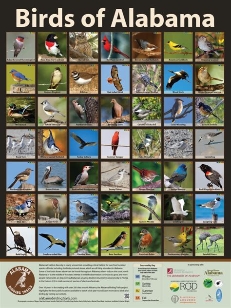 Common Birds Of Alabama Poster Watts Consulting