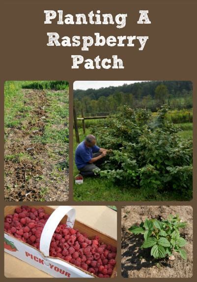 Planting A Raspberry Patch Berry Garden Plants Fruit Garden
