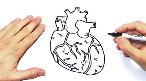 Cómo Dibujar Un Corazón Humano 】 Paso A Paso Muy Fácil 2024 Dibuja Fácil