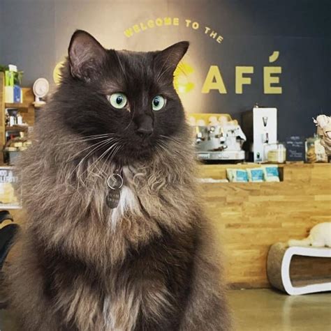 Manchesters Cat Cafe Is Looking For A Human Servant To Care For Its