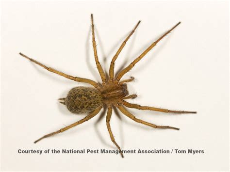 Hobo Spiders Facts About Hobo Spider Bites Pestworld
