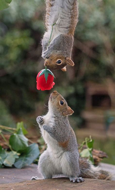 Animal Pictures Of The Week 12 February 2016 Telegraph Cute